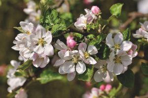 apple blossom, flowers, apple tree