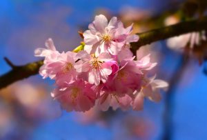 cherry blossom, flower, springtime