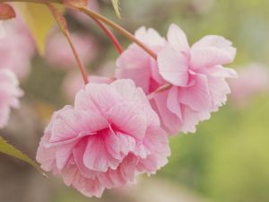 cherry blossoms, tree blossoms, spring