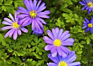 flowers, anemones, wood anemone