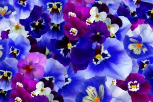 flowers, background floral, background