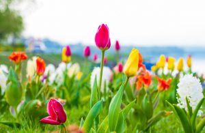 tulip, spring, nature
